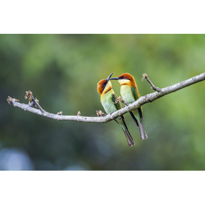 Paryavi " Chestnut-Headed Bee-Eater " by Utopia_88