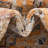 Alkire Oriental Area Rug-1740213807-1675488898