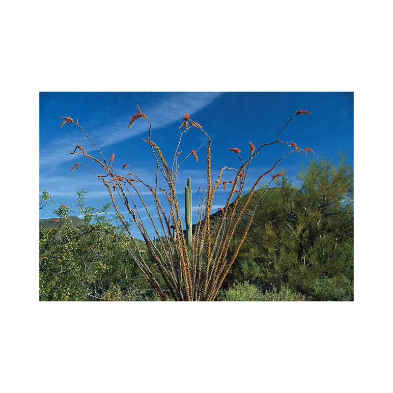 Ocotillo Saguaro And Palo Verde Greasewood by Tim Fitzharris - Wrapped Canvas Gallery-Wrapped Canvas Giclée