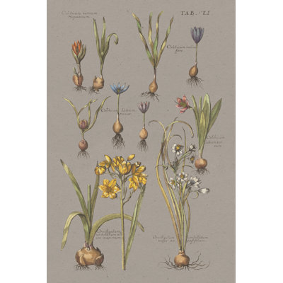 Rétro Florilegium II gris