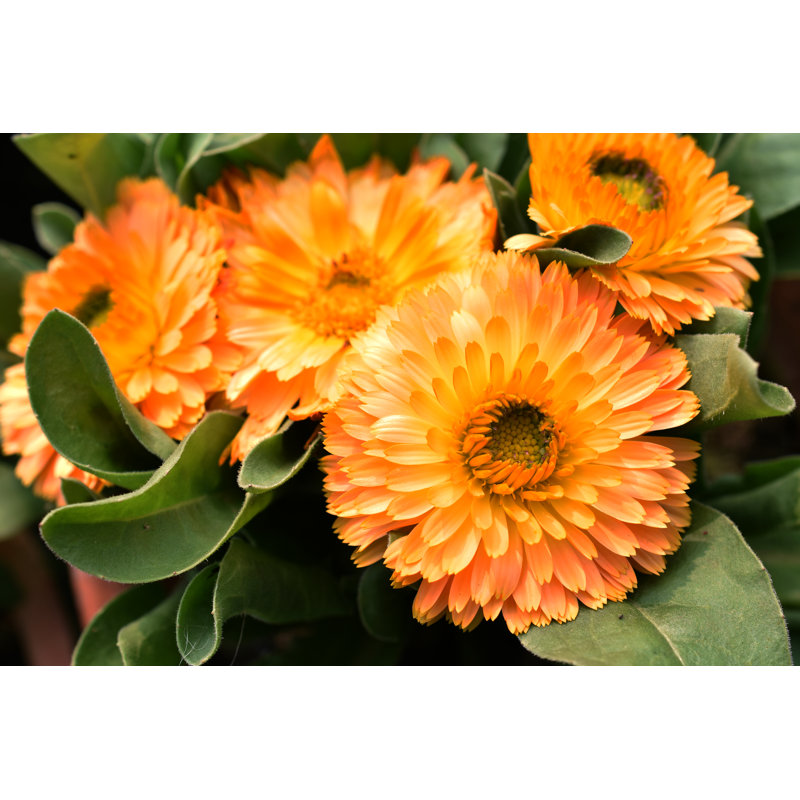 Fultonham Calendula Officinalis - Wrapped Canvas Print, 30cm H x 46cm W x 3.8cm D