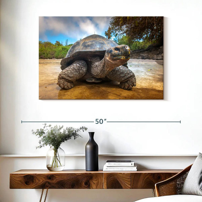 Tortue des Galapagos, H 26 po x l 39 po