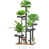 Black Walnut