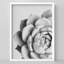 Noir et blanc, plante grasse, tranquillité, Illustration de la nature, petite œuvre d'art-101376586-101376590