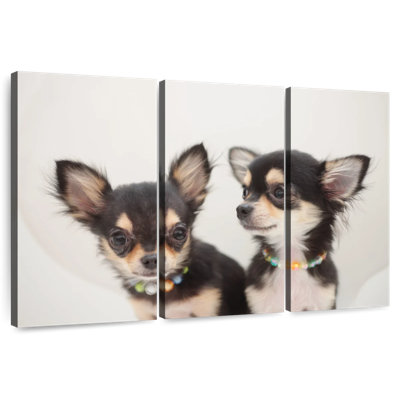 Chihuahua Duo