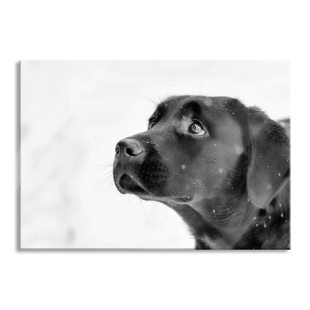 Glasbild Schwarzer Labrador im Schnee