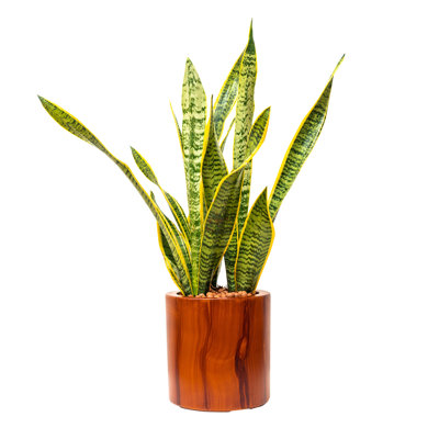7.8 In. Plastic Self-Watering Planter Pot
