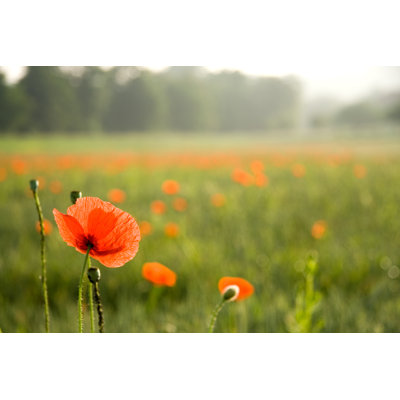 Poppy field