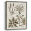 «Sepia Botanical Journal VII», reproduction encadrée - bois massif-1114683388