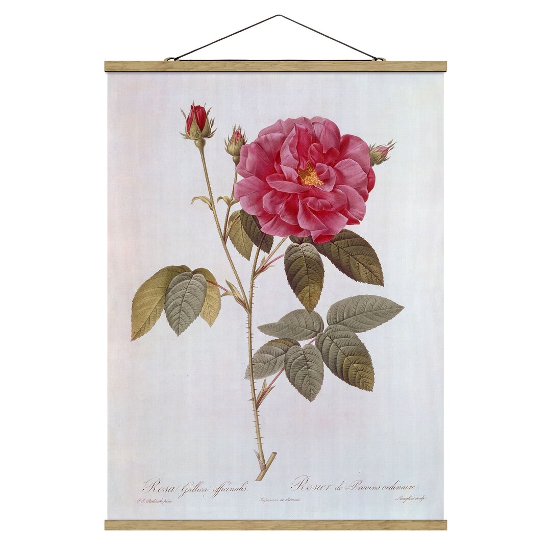 Stoffbild Apotheker Rose von Pierre-Joseph Redouté