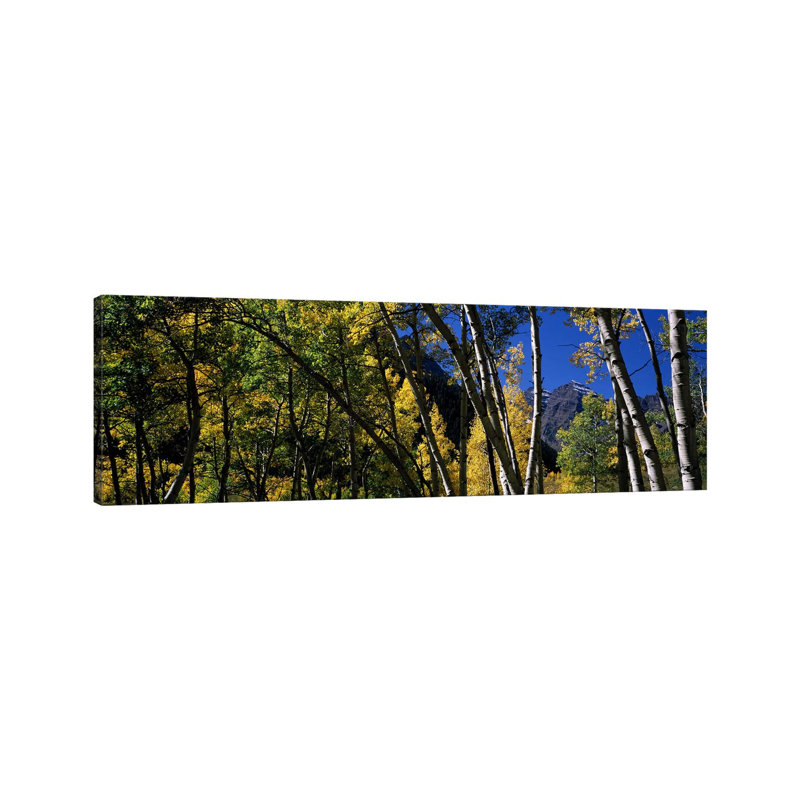 Aspen Trees With Mountains In The Background - Wrapped Canvas Panoramic Print, 30.48 cm H x 91.44 cm W x 1.91 cm D