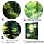 Neon Green Redwood Trees Forest - Tree Redwood Wall Art Prints-489341484-489341487