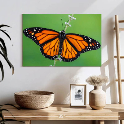 Pretty Monarch Butterfly