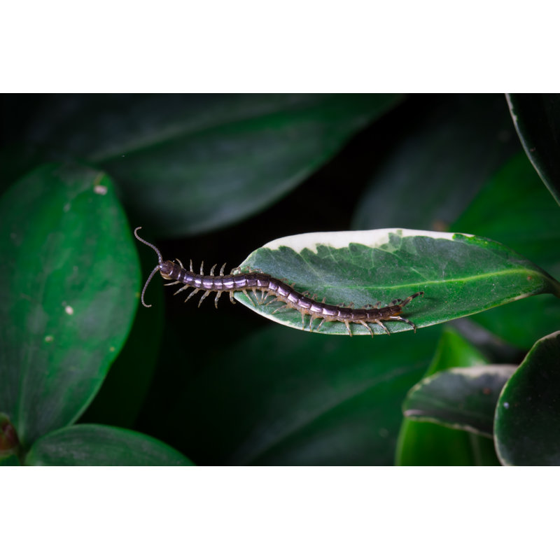 Centipede On Plant by Borphloy - Wrapped Canvas Print, 61cm H x 91cm W