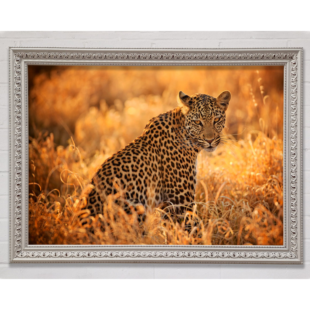 Leopard Sunset - Druck