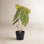 18" Alocasia Acuminata Potted Plant.