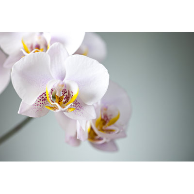 Orchid by Mariusfm77