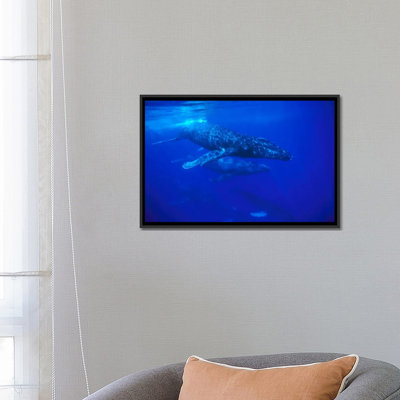 « a large pod baleine baleines, maui, hawaii », reproduction d’impression sur toile