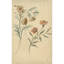 Bloemstudie van een rode en een bruine bloem (1677 - 1755)-1571987311