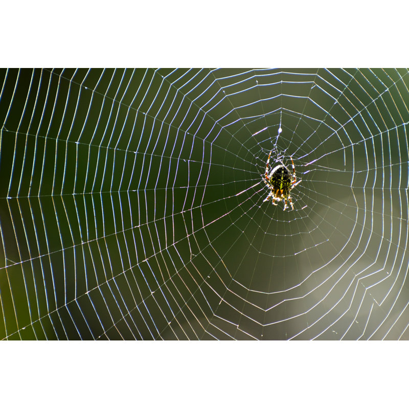 Zehira, araignée sur toile, photographie sur toile, H 12 po x l 18 po