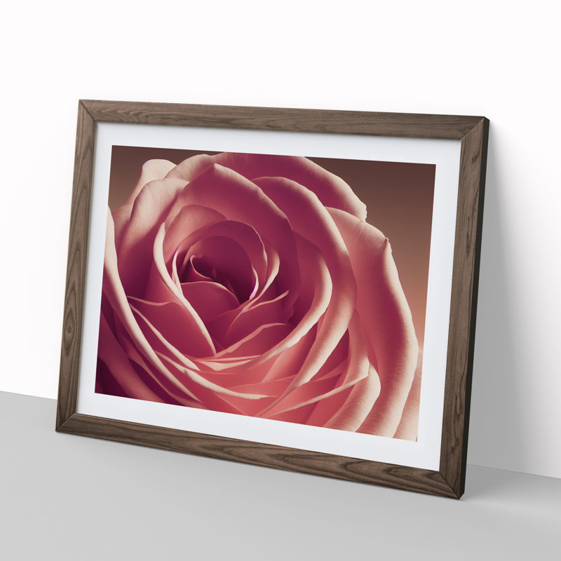 Beguiling Rose Flower - Single Picture Frame Print, 25cm H x 34cm W x 2cm D, Walnut Framed
