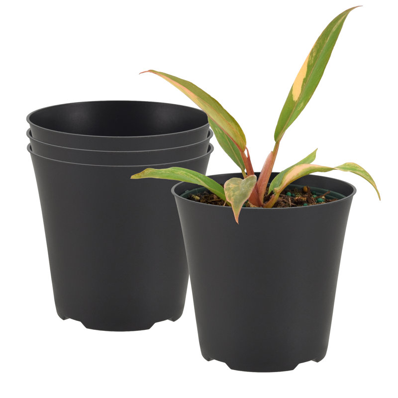 Cache-pot standard 4 po - blanc - paquet de 4, H 4 po x l 4,3125 po x P 4,3125 po, Blanc
