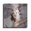 «Brown Goat» par Donnie Quillen-786500949
