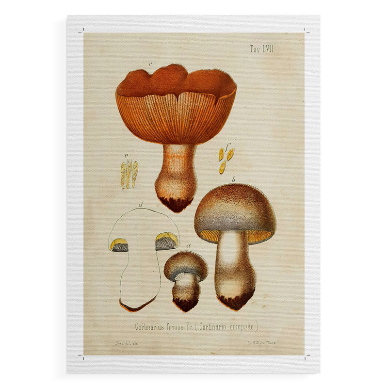 Mushroom Variétés I - Impression sur toile seulement - NON-CADRE