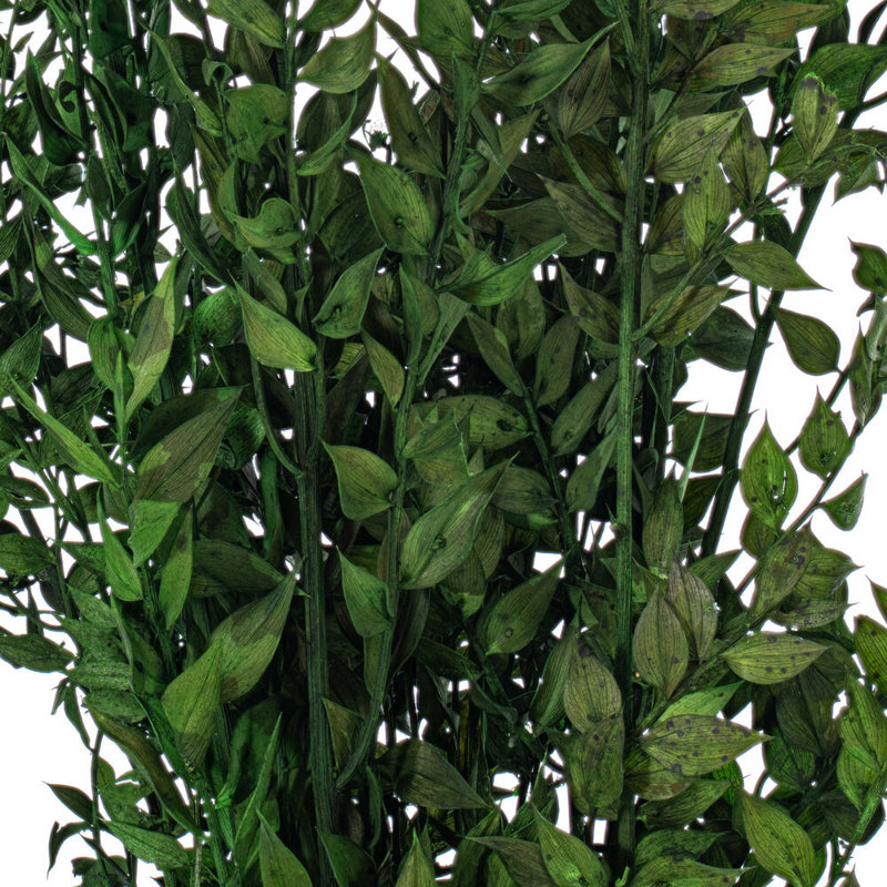 Faux Ruscus Plant