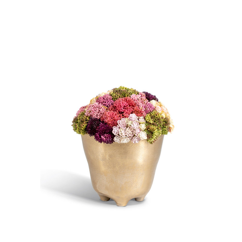 Florence Sedum Arrangement