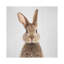 «Rabbit» - reproduction de photo-52366842-52366849