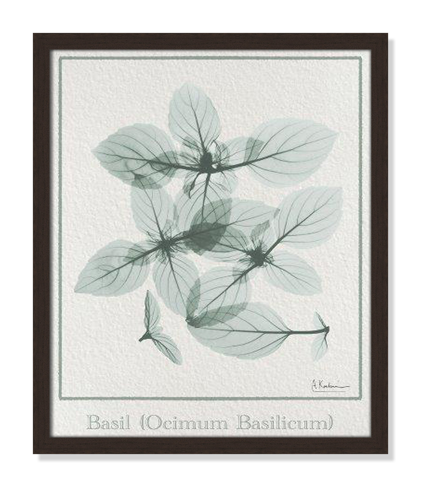 Jeanette "Basil Ocimum Basilicum" Painting, 19" H x 16" W x 1.25" D, Open Grain Walnut Framed Paper