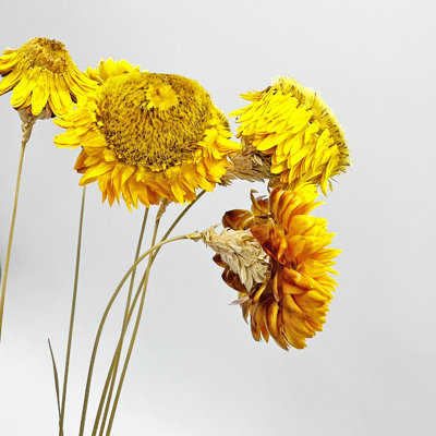 Bundle of 4 - Dried Preserved Ruby Daisy Flower in 21" in Natural