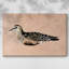 Toile tendue Feathered Friend III-Gallery-1083876092