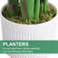 210cm Plant
