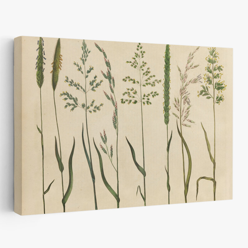 Botanical Charts Foxtails - Herbal Botanical VII, H 32 po x l 48 po