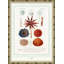 Seashells Giclee Print by Isabelle De Borchgrave