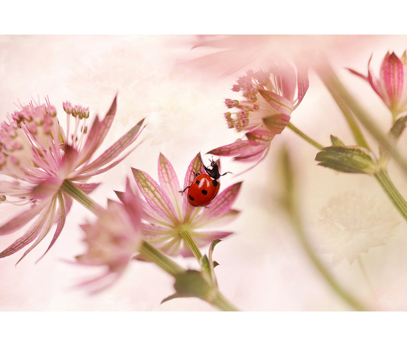 Wrapped Canvas Print, 50.8 cm H x 76.2 cm W