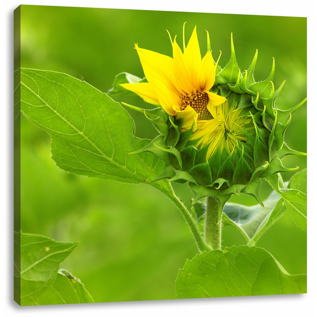 Leinwandbild Aufblühende Sonnenblume