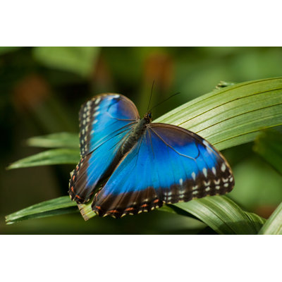 Lynnett Morpho Butterfly by TranceDrumer - Wrapped Canvas Print