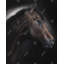 «Loneliness Horse - Black Animals», reproduction encadrée | Décoration-1074870664-1074870667