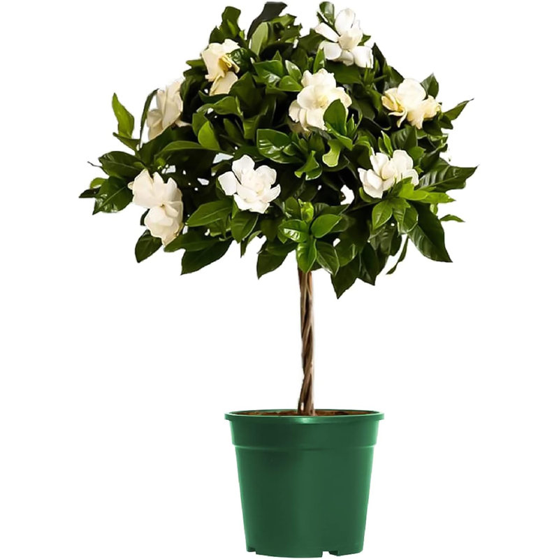 Mini Braided Gardenia Tree with White Blossoms in Green Pot