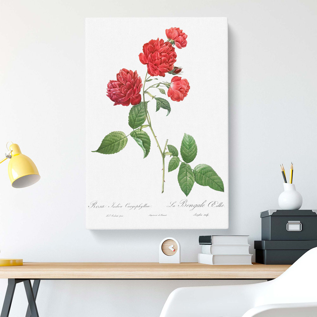 Cabbage Rose by Pierre-Joseph Redoute - Wrapped Canvas