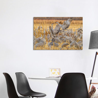 USA, New Mexico, Bosque Del Apache National Wildlife Refuge. Sandhill Cranes Fighting. by Jaynes Gallery - Wrapped Canvas Print