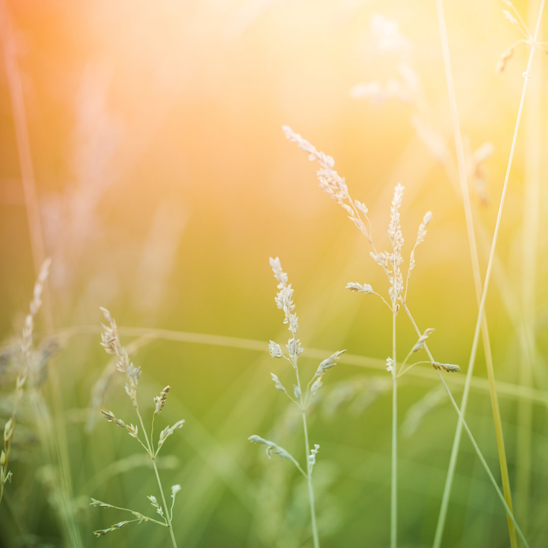 Silhouette der Wildblumen von Pawel.Gaul - Druck