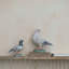 Perche pastorale en résine pigeon