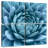 Harnek Silvery Blue Agave