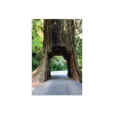 " Chandelier Tree In Drive-Thru Tree Park, Redwood National And State Parks, California, USA " by Panoramic Images