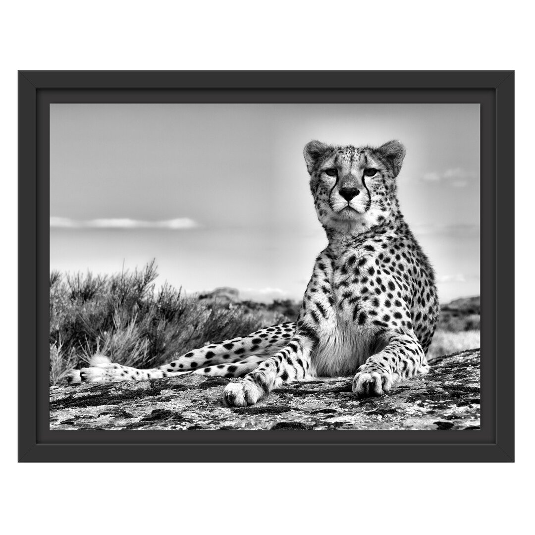 Gerahmtes Wandbild Gepard in Savanne