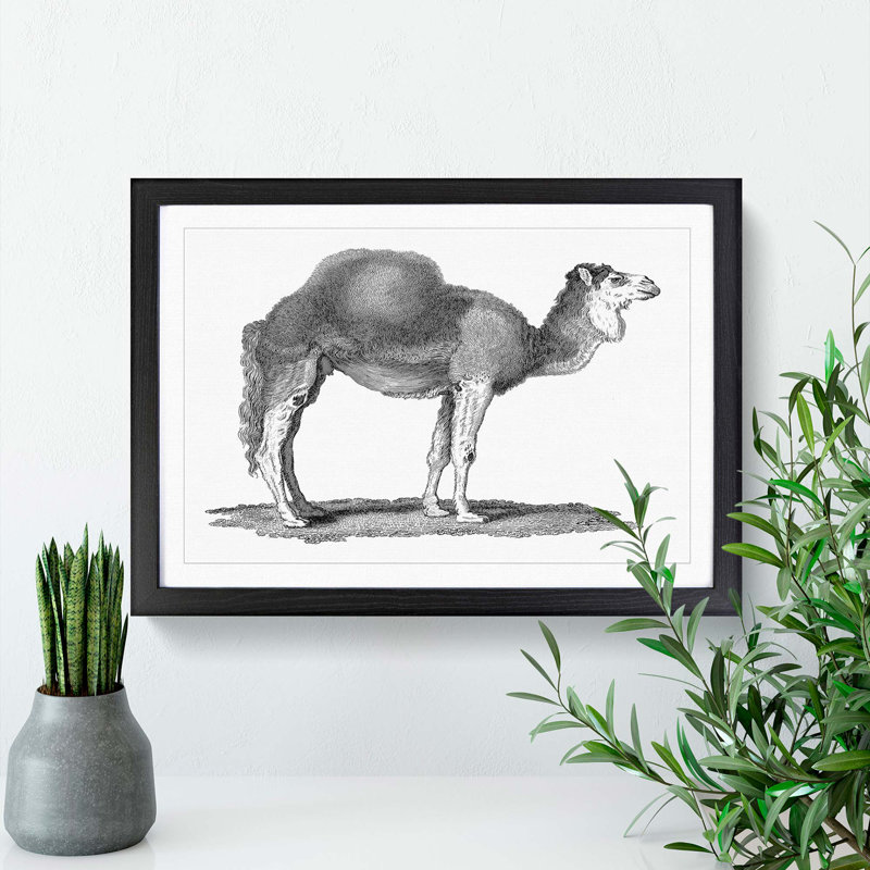 Arabian Camel In Black And White by George Shaw - Single Picture Frame Print, 24cm H x 33cm W x 2cm D, Black Framed